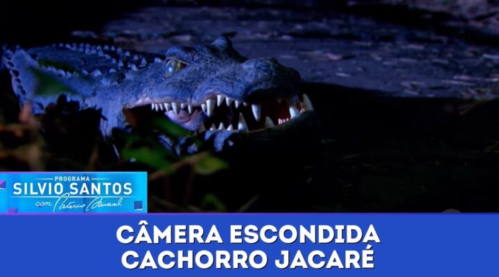Cachorro Jacaré | Câmeras Escondidas (14/01/24)